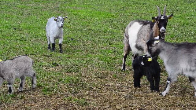 Goats on pasture in Skurup, Scania, Sweden, Scandinavia