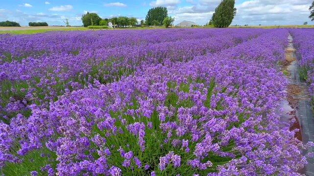 Lavender (Lavandula) field in K&ouml;pingebro, Ystad community, Scania, Sweden, Scandinavia