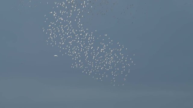 Black-tailed Godwit, Limosa limosa, birds in flight over Marshes, Devon, England, United Kingdom
