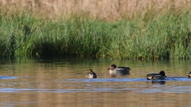 Eurasian Teal, Anas crecca, birds in spring courtship on marshes