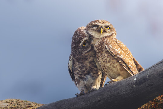 Spotted Owlet