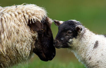 sheep and lamb © stephane