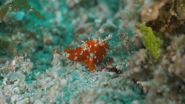 Juvenile Painted frogfish (Antennarius pictus) crawling over sandy bottom, Bohol, Philippines