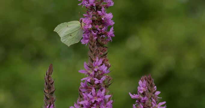 Butterfly, brimstone (Gonepteryx rhamni), purple loosestrife (Lythrum salicaria), bank of the river Luhe, Garstedt, Lower Saxony, Germany