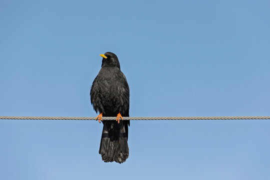 Alpendohle (Pyrrhocorax graculus)