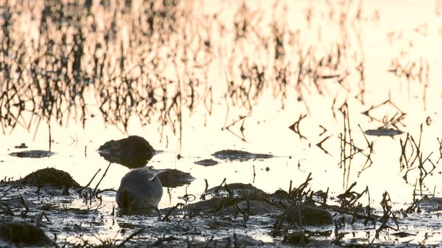 Eurasian Teal, Anas crecca, birds in spring courtship on marshes
