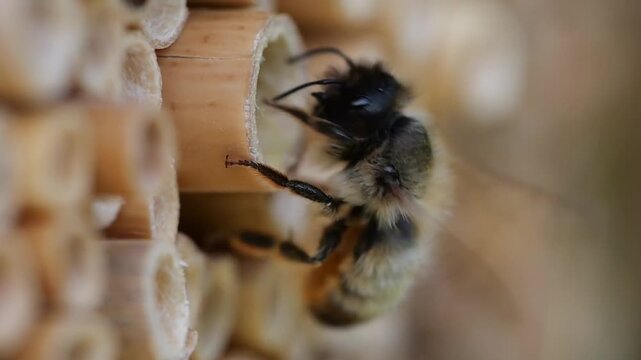 Rusty mason bee (Osmia bicornis) approaching the hollow reed stalks, which are suitable as breeding tubes, slow motion 300fps, North Rhine-Westphalia, Germany