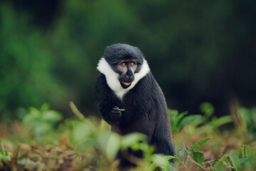 Wild L'Hoest's monkey (Allochrocebus lhoesti) standing in green foliage in its natural forest habitat, looking at the camera. © essprod