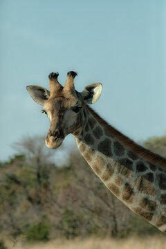 View of a giraffe head and neck against a clear blue sky in the Okavango Delta, North-West District, Botswana.