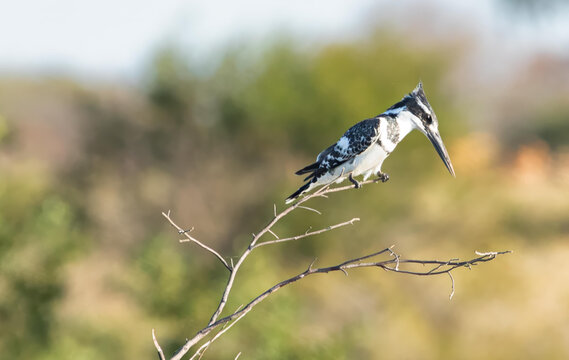 View of a pied kingfisher perched on a thin branch in the Okavango Delta, North-West District, Botswana.