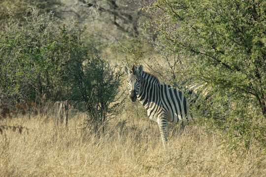 View of a zebra standing in the tall grass of the Okavango Delta, partially hidden by surrounding bushes and trees in North-West District, Botswana.