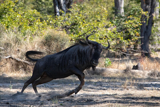 View of a blue wildebeest running through the dry savanna landscape of the Okavango Delta in the North-West District, Botswana.