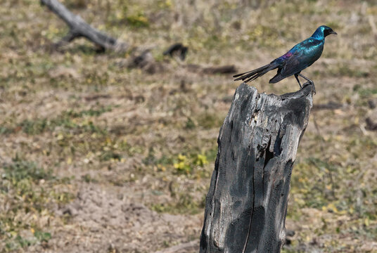 View of a glossy blue starling perched on a weathered tree stump in the Okavango Delta, North-West District, Botswana.