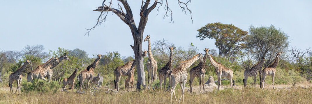 View of a herd of giraffes grazing in the savanna landscape of the Okavango Delta with scattered trees and dry grass under a clear blue sky in North-West District, Botswana.