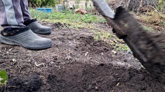 A man digs a hole in the ground with a shovel for further transplanting strawberries.