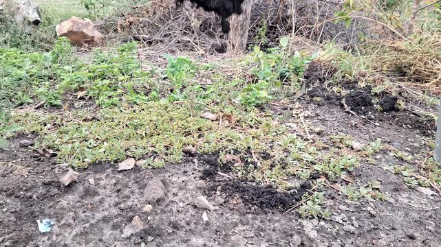 The process of transplanting a strawberry bush into the ground.