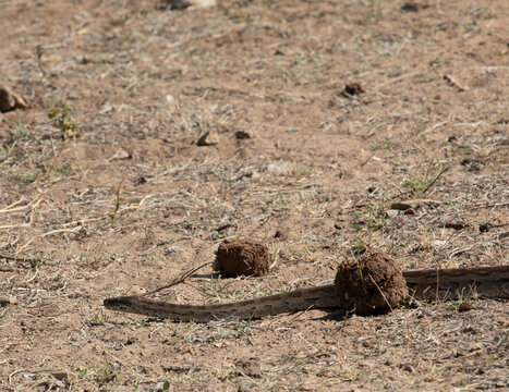 View of a snake slithering across the dry, sandy terrain of the Okavango Delta, North-West District, Botswana.