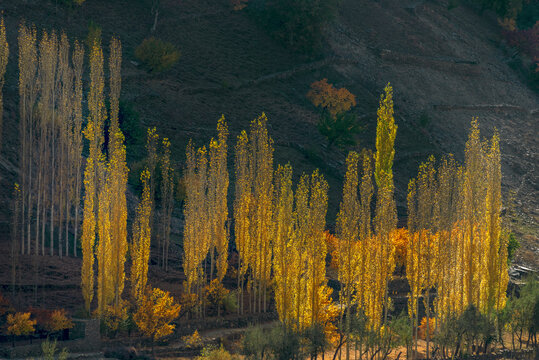 View of autumn landscapes in Hunza Valley featuring tall golden poplar trees against a rugged mountain slope in Hunza Nagar, Gilgit Baltistan, Pakistan.