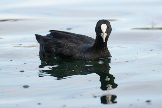Eurasian coot looking directly at the camera