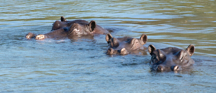 View of three hippos swimming in the water of the Okavango Delta, North-West District, Botswana.