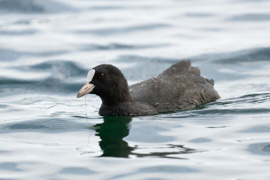 Eurasian coot swimming close-up on lake water