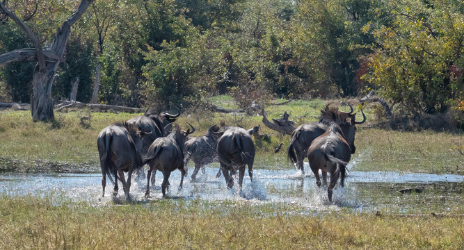 View of a herd of wildebeest wading through the shallow waters of the Okavango Delta in the North-West District, Botswana.