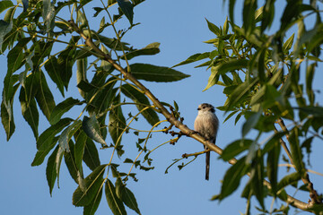 Cute long-tailed tit resting on tree branch against blue sky © Raisa