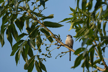 Long-tailed tit sitting on a branch in late afternoon sunlight © Raisa