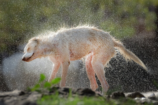 View of a wet dog shaking its fur and creating a spray of water droplets in the sunlight in Multan City, Punjab, Pakistan.