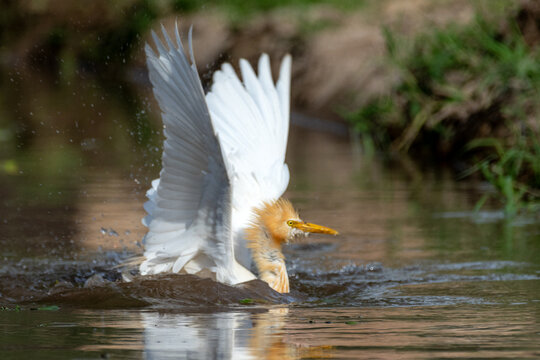 View of a cattle egret with white wings spread and orange plumage bathing in shallow muddy water in Multan City, Punjab, Pakistan.