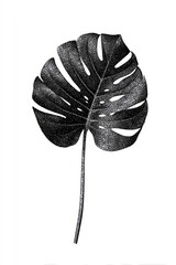 Fototapeta premium Monstera leaf botanical illustration isolated on white