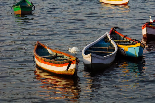 View of colorful wooden fishing boats in the Koliwada fishing village, with white egrets perched on the vessels in the calm water of Mumbai, Maharashtra, India.