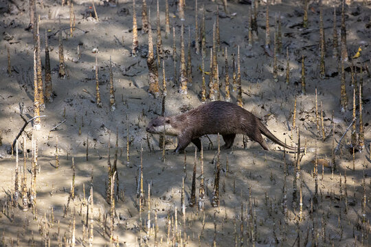 View of an otter walking across the muddy ground among mangrove roots in the Sundarban, Khulna, Khulna Division, Bangladesh.