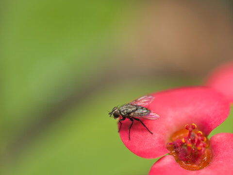 fly on a flower