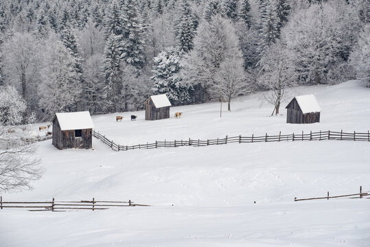 View of traditional wooden barns in a snow-covered field with cows grazing near a wooden fence, backed by a dense winter forest in Moldovita, Suceava County, Romania.