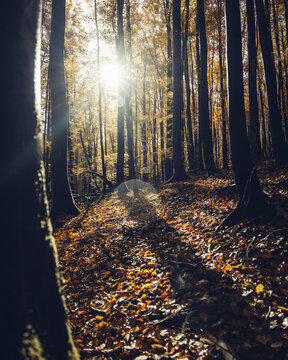 View of the Nature reserve of Las Ostrzycki featuring golden autumn leaves on the forest floor and sunlight filtering through the trees in Nowe Czaple, Wojewodztwo pomorskie, Poland.