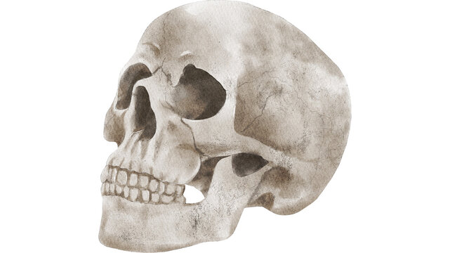 Realistic human skull in side profile with detailed anatomical features and aged texture, suitable for medical, educational, forensic, historical, and gothic concepts.
