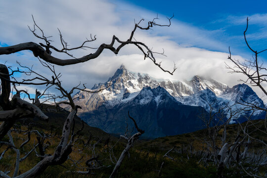 View of Cordillera del Paine with snow-capped peaks partially covered by clouds, framed by twisted, leafless branches in the foreground, Torres del Paine, Magallanes, Chile.