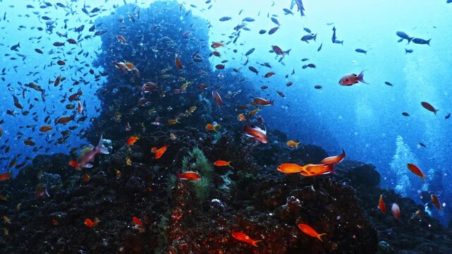 Cinematic scale of anthias schooling around an offshore pinnacle in Tago, Izu