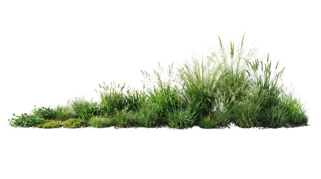 Green grass tufts isolated on white background, wild ornamental grass shrub border cut out, fresh nature foliage clump for landscape design rendering