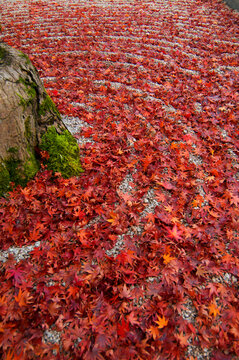 日本庭園の砂紋に落ちた楓の紅葉
