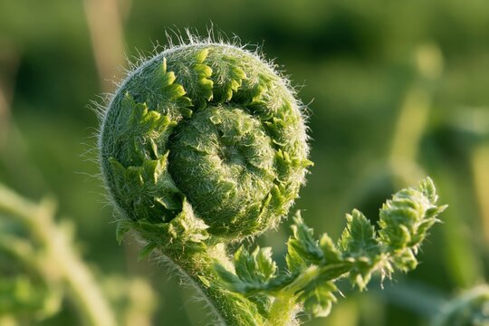 Unfurling fern frond with fuzzy texture
