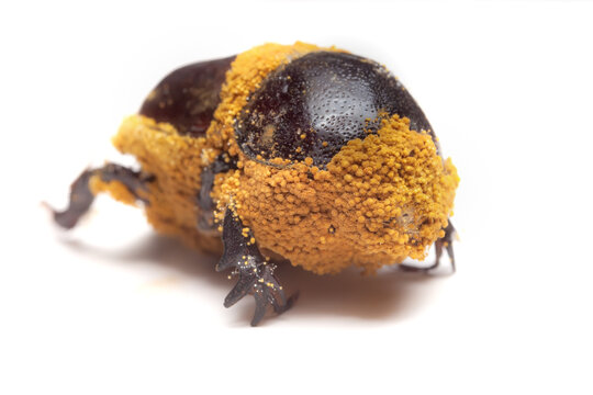 Moldy scarb beetle