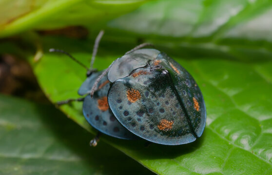 Tortoise beetle (Cassidinae: Stolas conspersa)