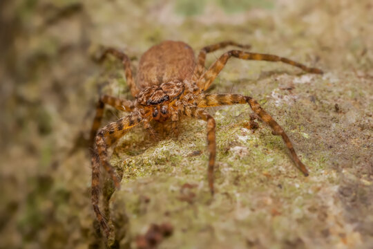 Crescent-eyed Spiders (Spiders)