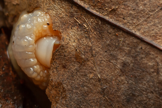 Radula detail of a land snail (Megalobulimus)