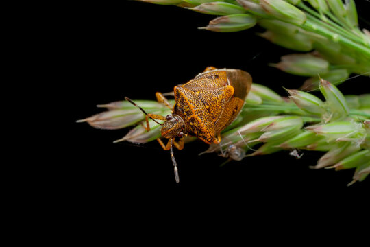 Stink bug (Pentatomidae)