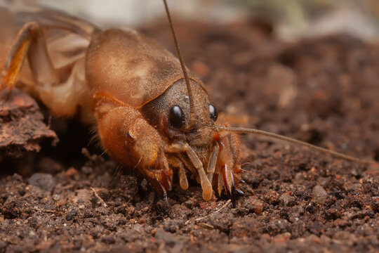 Mole Cricket