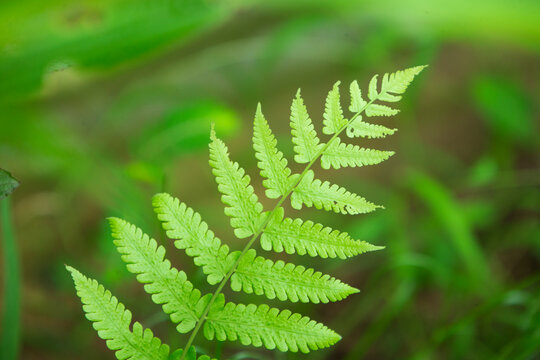 Close up of vibrant green fern frond under natural daylight.
A beautiful, high-quality close-up photograph showcasing the intricate geometric structure of a vibrant green fern frond 