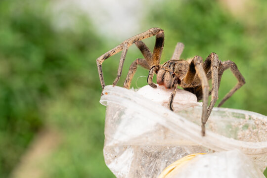 Huntsman spider carefully guarding its egg sac on a plastic container, showcasing the natural instinct of parental care and protection in the insect world